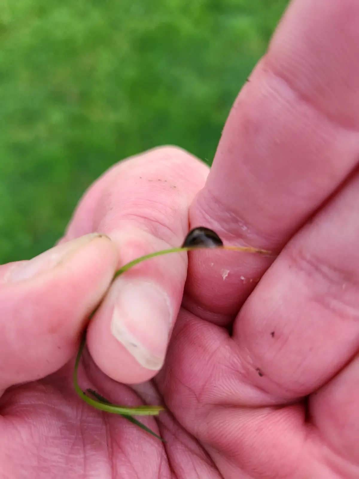 A close-up photo shows a person's hand holding a single blade of green grass, with a tiny, dark-shelled snail clinging to…