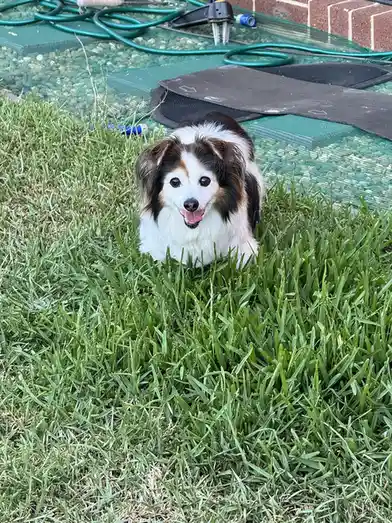 A small, fluffy dog with white, black, and brown fur is lying in a patch of green grass, looking directly at the camera with…