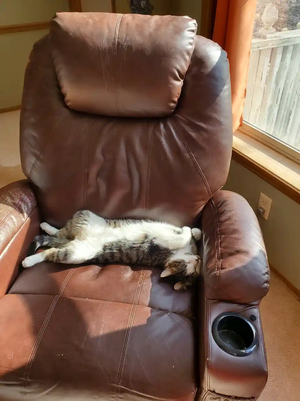 A calico cat is lying on its back, belly-up and relaxed, on a brown leather recliner chair near a window. The cat appears to…