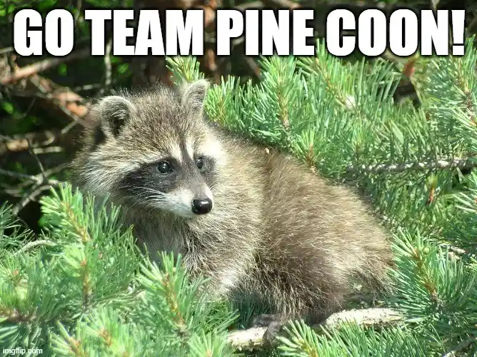 A small raccoon with a curious expression is nestled among green pine needles and branches. Large white text at the top…