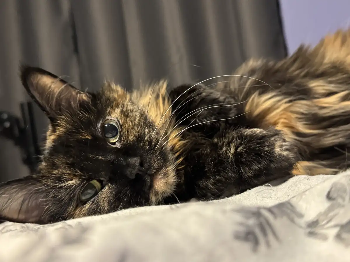 A tortoiseshell cat with black and orange fur lies on its side on a light-colored blanket, looking directly at the camera…