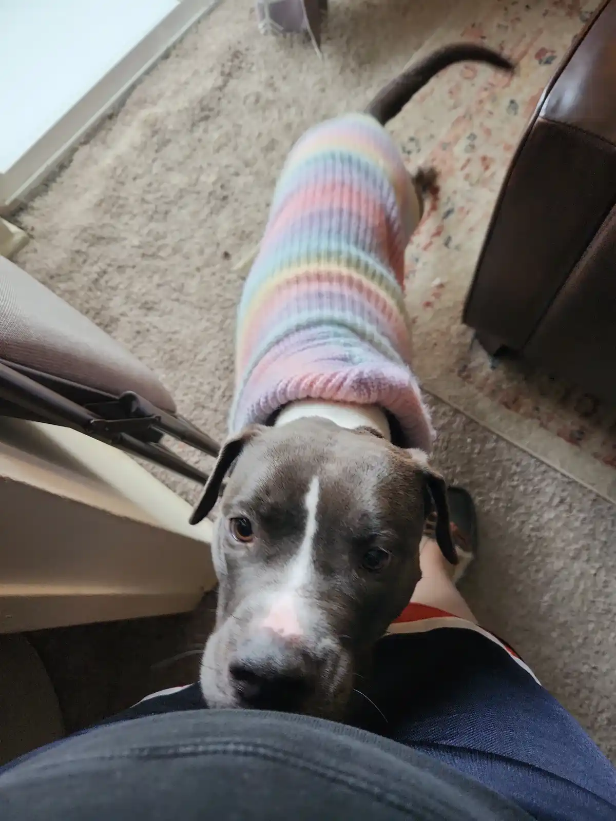 A gray pit bull-type dog wearing a colorful rainbow-striped sweater looks up at the camera with a sad, pleading expression…