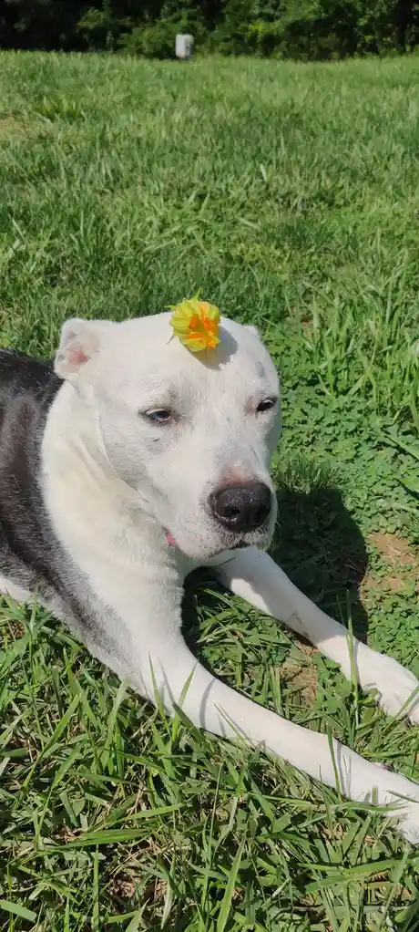A white and black dog with one blue eye lies calmly in a grassy field, a yellow-orange flower resting on its forehead. The…