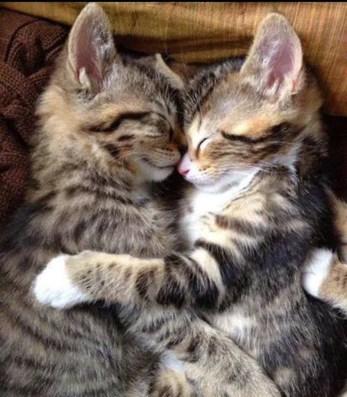 two tabby kittens are curled up together, sleeping peacefully with their noses touching and paws wrapped around each other…