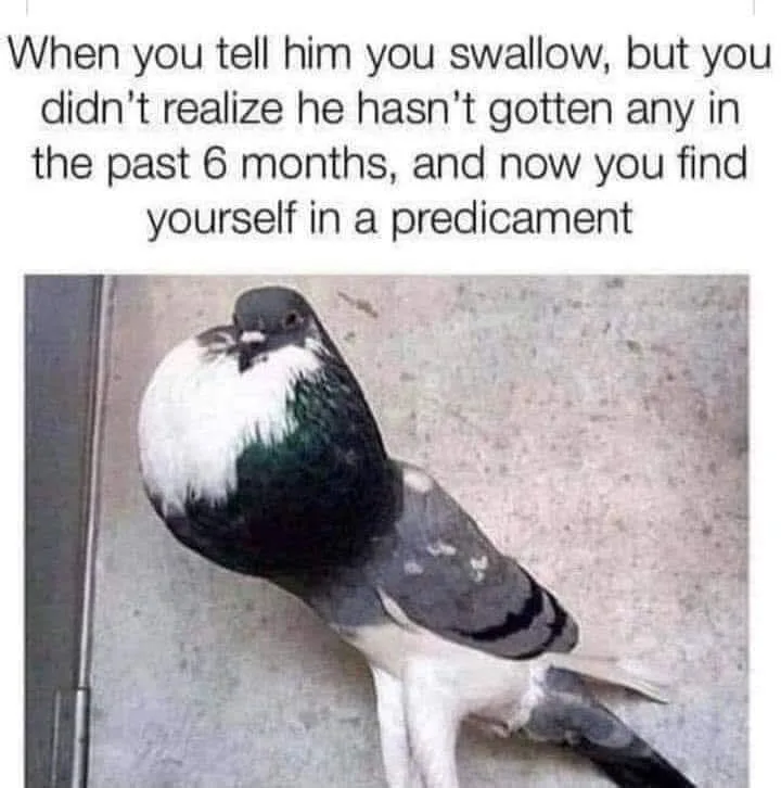 A pigeon with a visibly distended, rounded chest, appearing bloated or swollen, stands on a concrete surface. The overlaid…