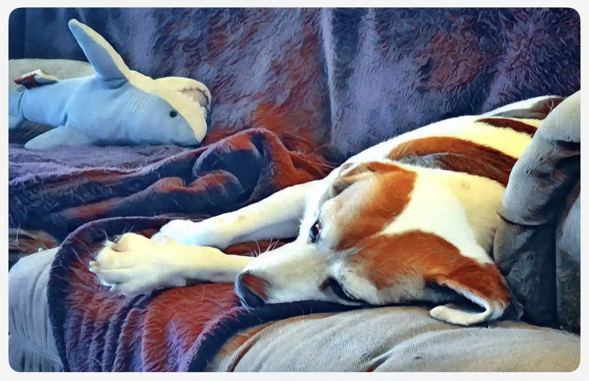 A brown and white dog is lying on a couch, appearing relaxed or sleepy, with one eye open. Behind it, a plush shark toy is…