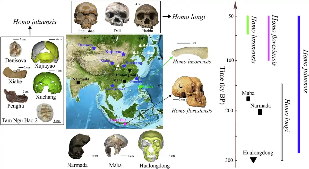 This is a scientific diagram showing various hominin fossils and their geographic and temporal distribution across Asia…