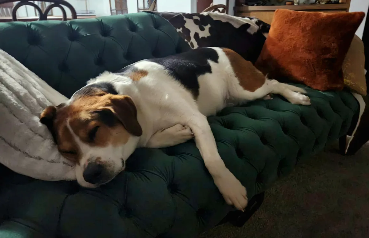 A tricolor beagle dog is sleeping soundly on a dark green tufted couch, its head resting on a white blanket. The couch has a…