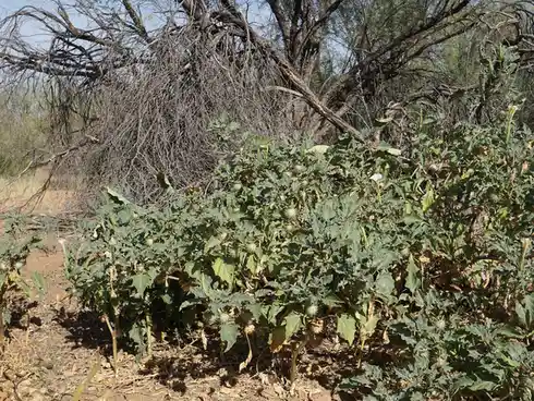 The Enigmatic Sacred Datura: Nature's Beauty