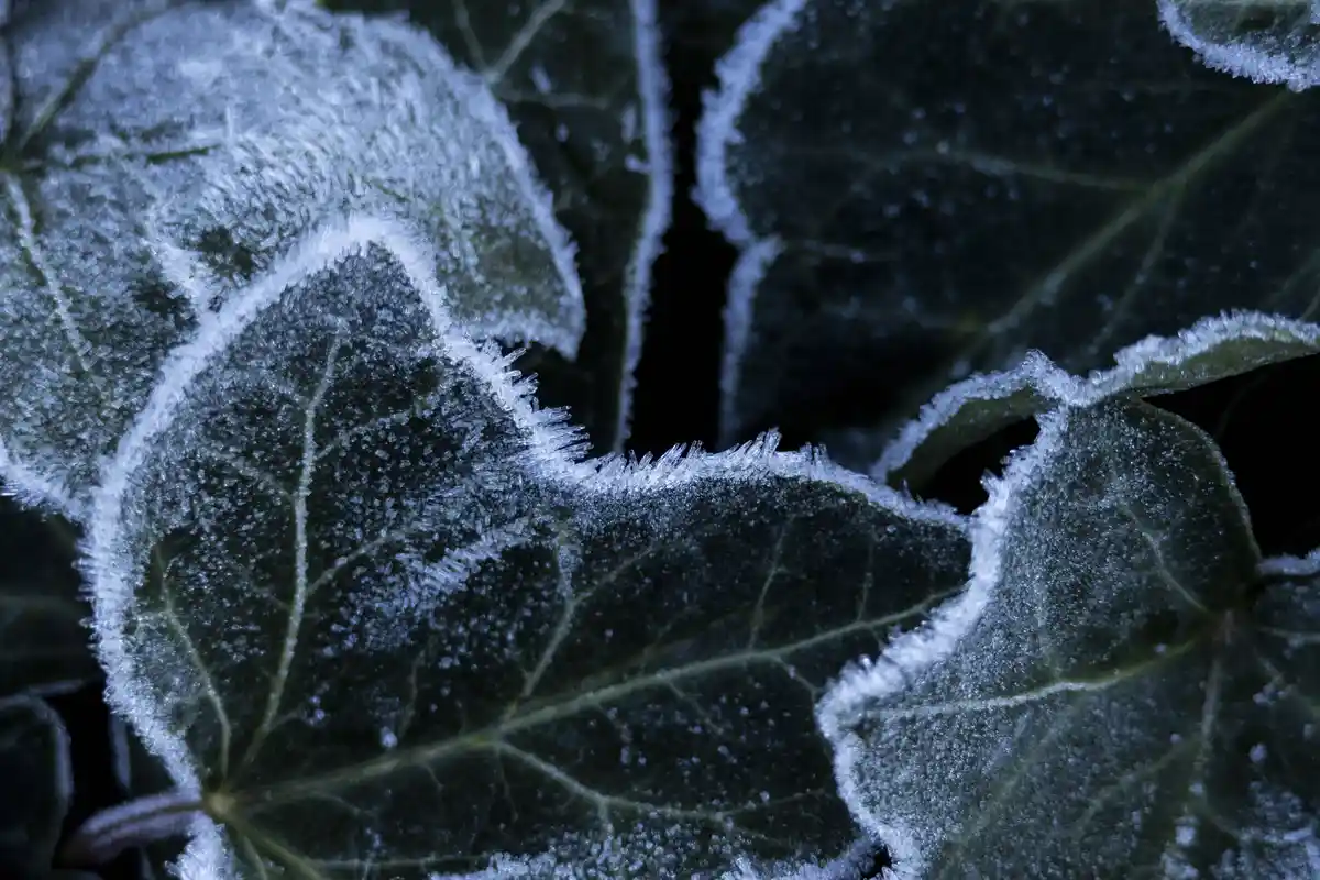 A close-up photograph shows dark green leaves covered in intricate frost patterns, with sharp ice crystals forming along the…