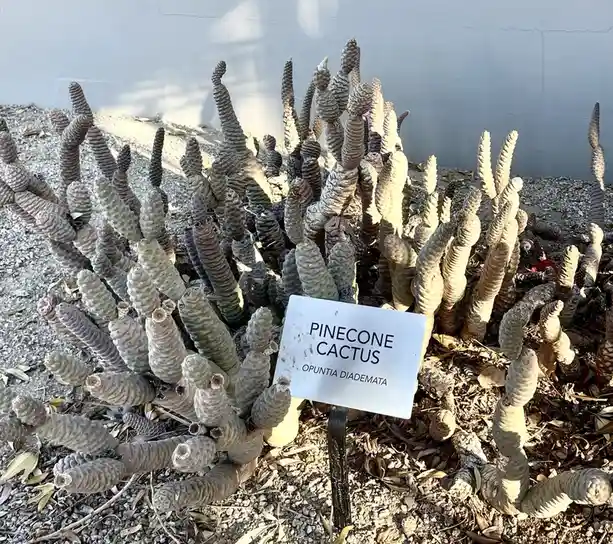 A close-up photo of a cactus with many segmented, pinecone-shaped stems growing from the ground, surrounded by gravel and…