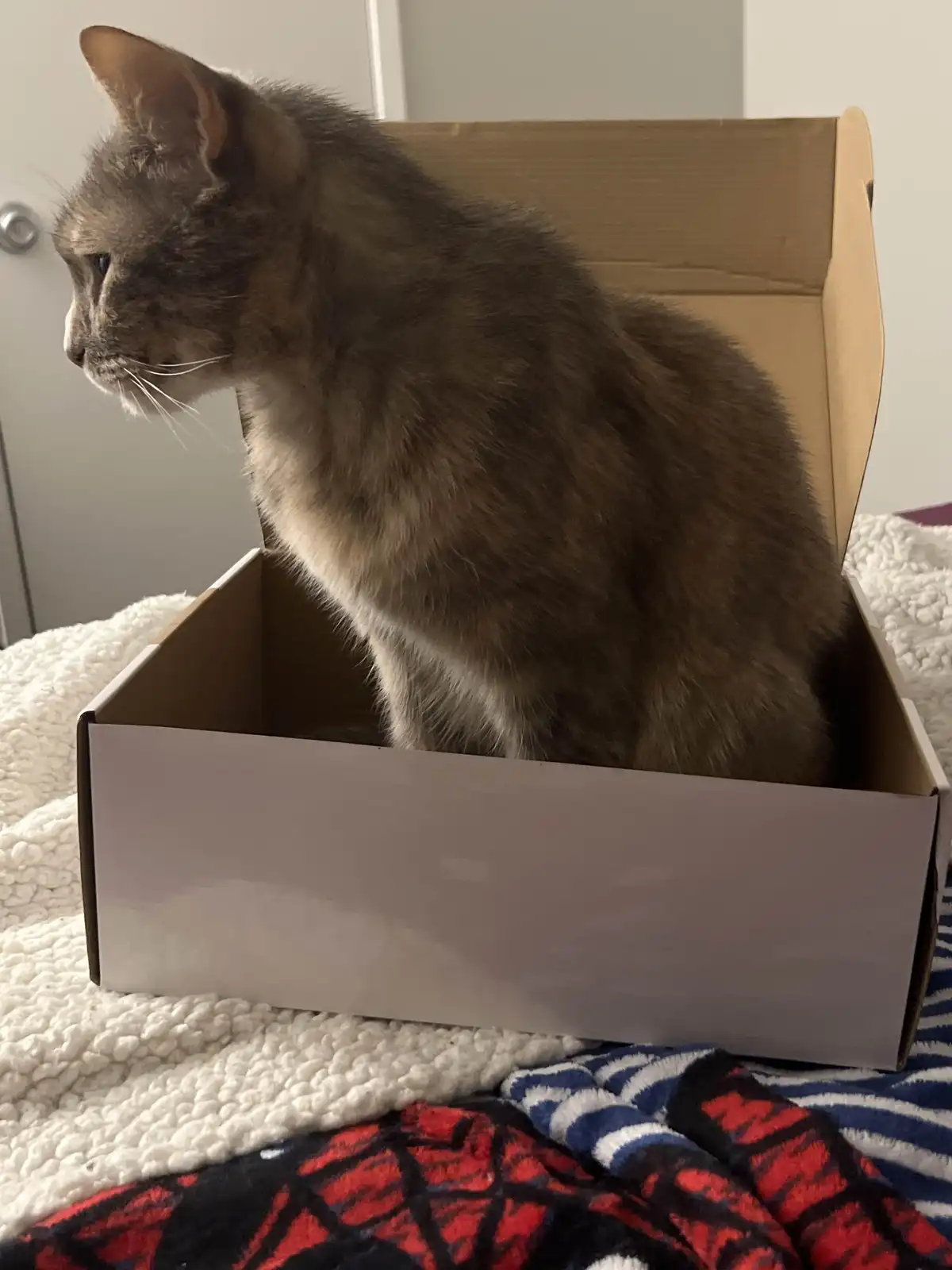 A gray tabby cat sits inside an open cardboard shoebox, looking away with a calm, unbothered expression. The box rests on a…