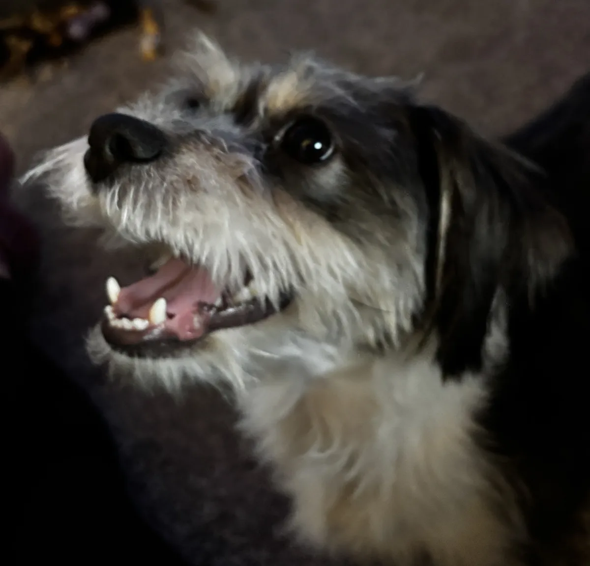 A close-up photo of a small, scruffy dog with black and white fur, looking upward with its mouth open, revealing its teeth…
