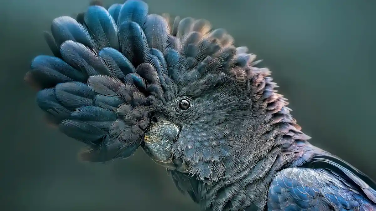 In Western Australia, the iconic red-tailed black cockatoo is cherished across the state. Every year, hundreds of locals…