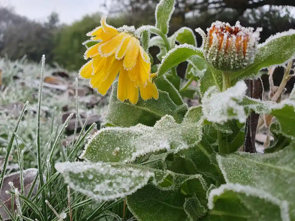 A close-up photo shows a yellow flower and green leaves covered in frost, with the overlaid text reading 'i'm not cold, i'm…