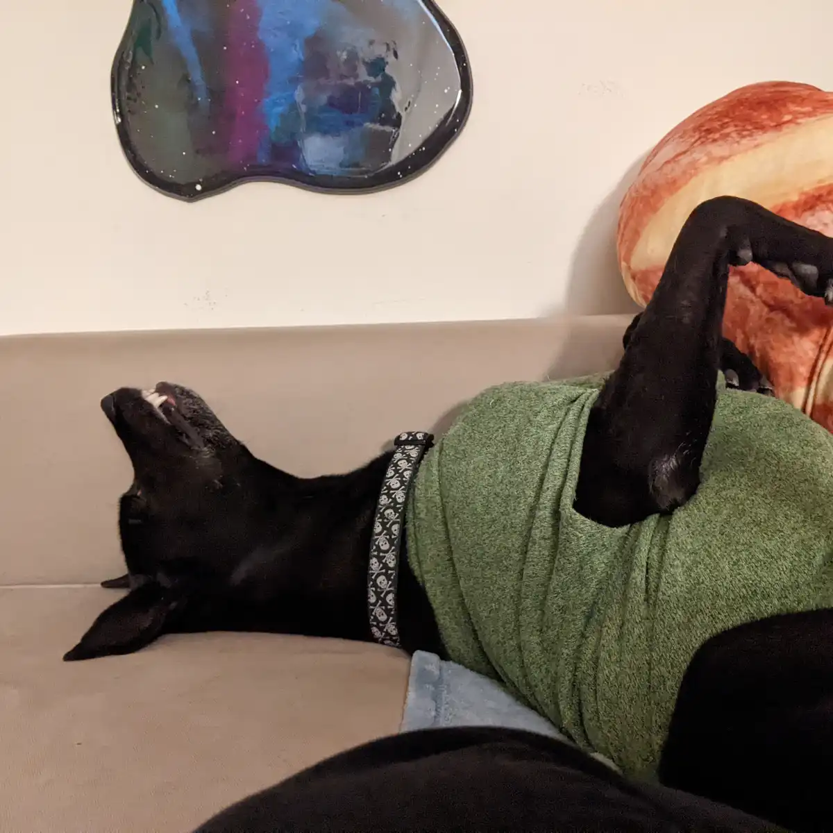 A black dog wearing a green sweater and a skull-patterned collar lies on its back on a couch, legs up, mouth open in a…