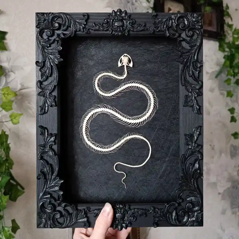 A person holds a black ornate frame displaying a white snake skeleton mounted on a dark textured background. The skeleton is…