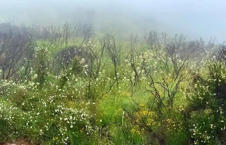 A Mysterious Foggy Field Awaits
