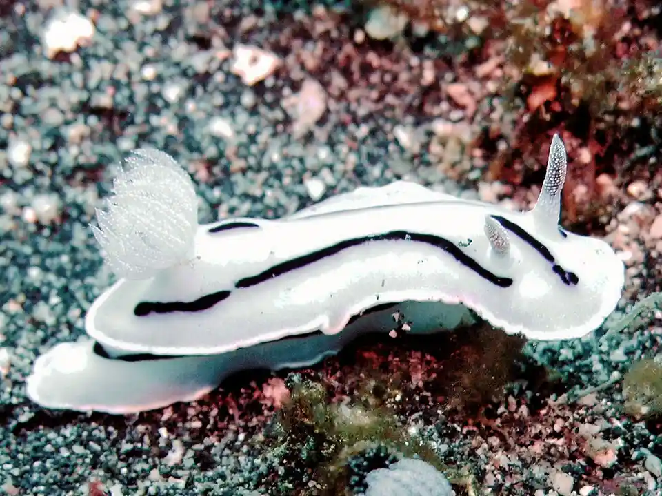 A white sea slug with black stripes and feathery appendages rests on a sandy ocean floor. The image has text overlaid that…