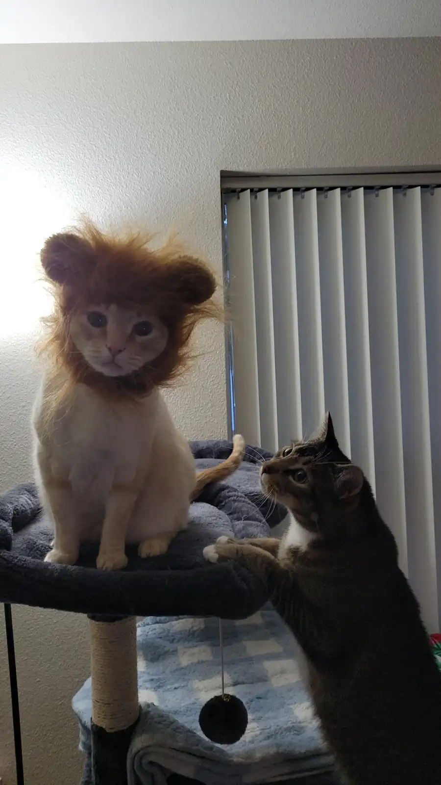 Adorable Halloween kitties are here!