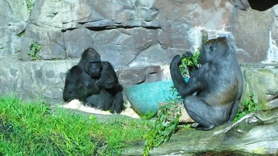 Two gorillas sit in a rocky enclosure with green grass; one eats leaves while the other looks on. A large blue bowl sits…