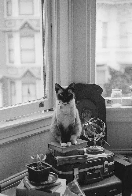 A black-and-white photo shows a Siamese cat sitting upright on a stack of books and a suitcase near a window. The cat has a…