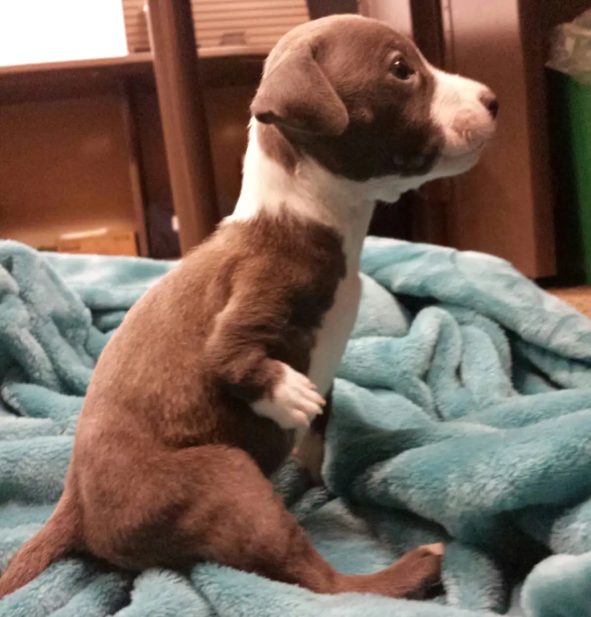 A Heartwarming Rescue: The Unique Puppy Who Stands Out