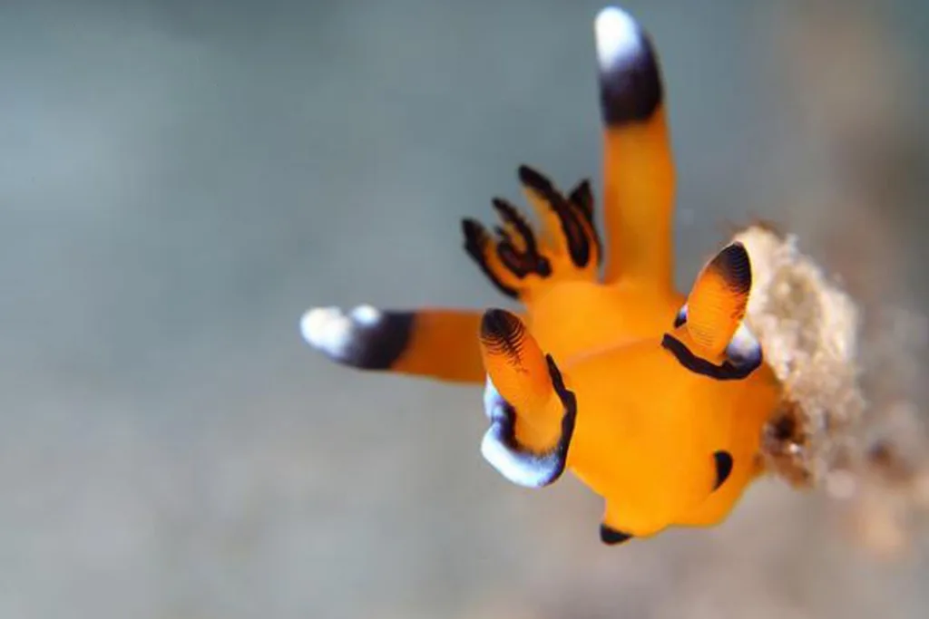 A vibrant orange sea slug, likely a species of nudibranch, is photographed underwater with its appendages extended. The…