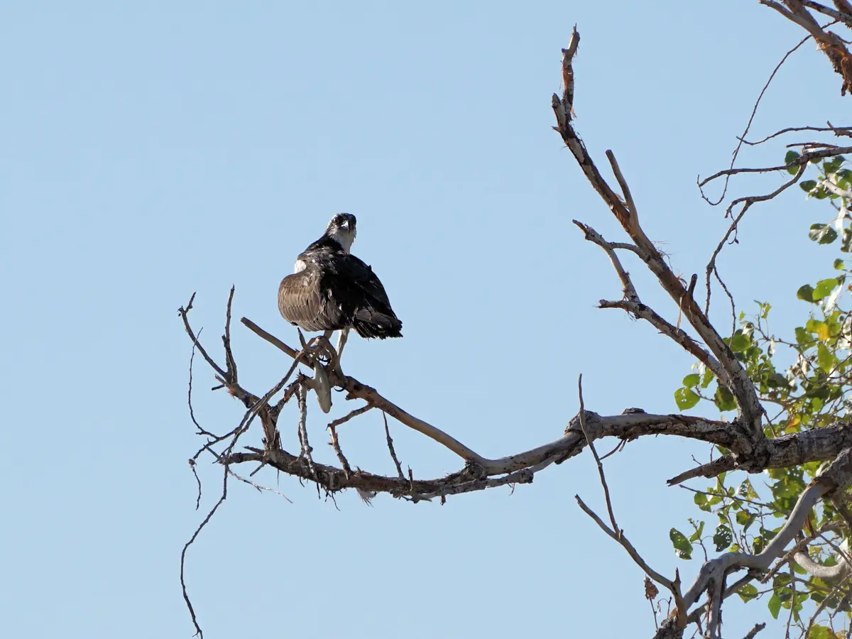 A glimpse of some birds at Tres Rios Wetlands