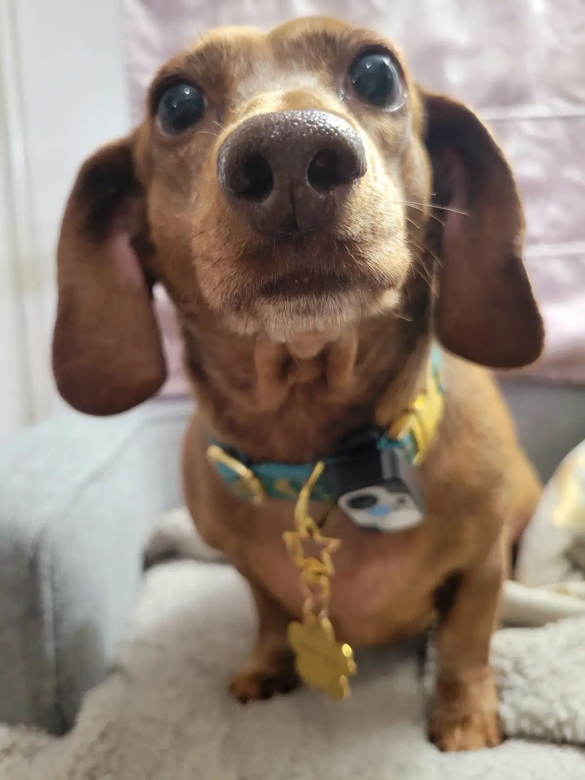 A close-up photo of a brown dachshund looking directly at the camera with large, expressive eyes and a slightly tilted head…