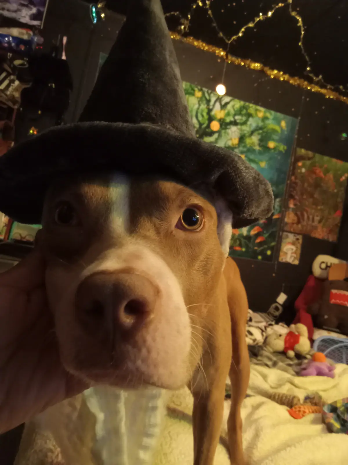 A close-up photo of a brown and white dog wearing a black witch's hat, looking directly at the camera with wide eyes. A…