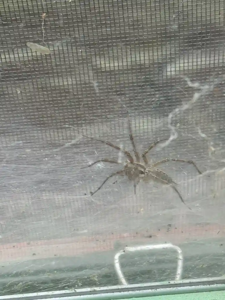 A large, hairy spider is visible on a dusty window screen, surrounded by a messy web. The overlaid text reads 'i'm not…