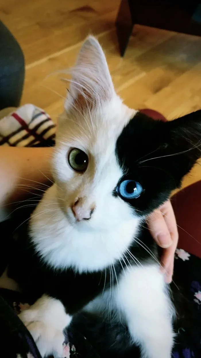This Kitten Hit the Genetic Jackpot!