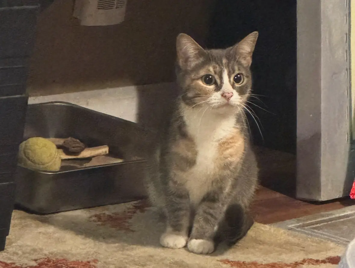 Meet the new family member: Our adorable monkey!