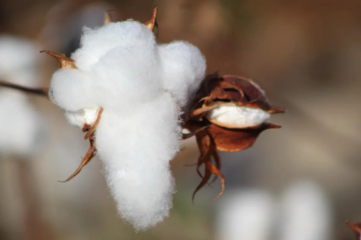 A close-up photo shows a fluffy white cotton boll on a plant, with another partially opened boll nearby. The overlaid text…