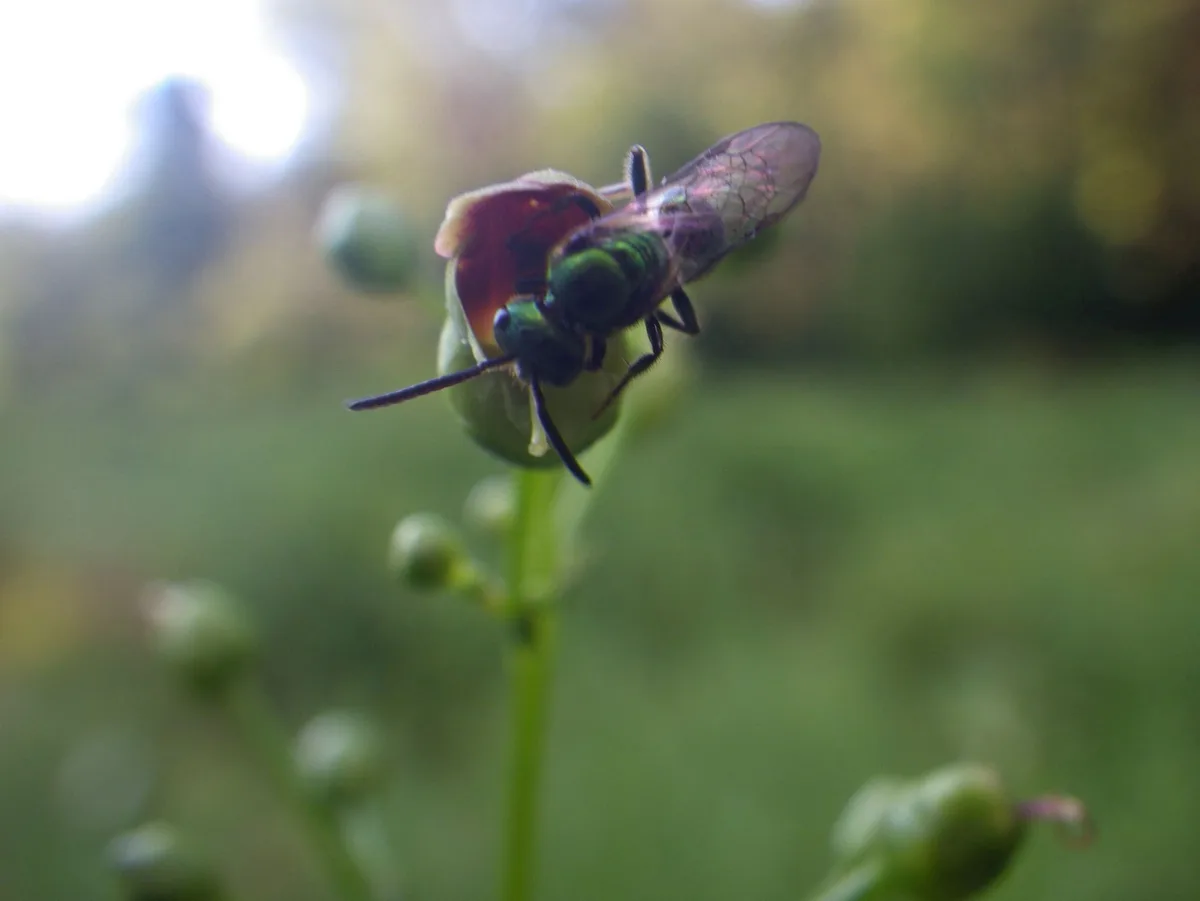 A close-up photo shows a shiny green metallic bee perched on a small, reddish-brown flower bud against a blurred green…