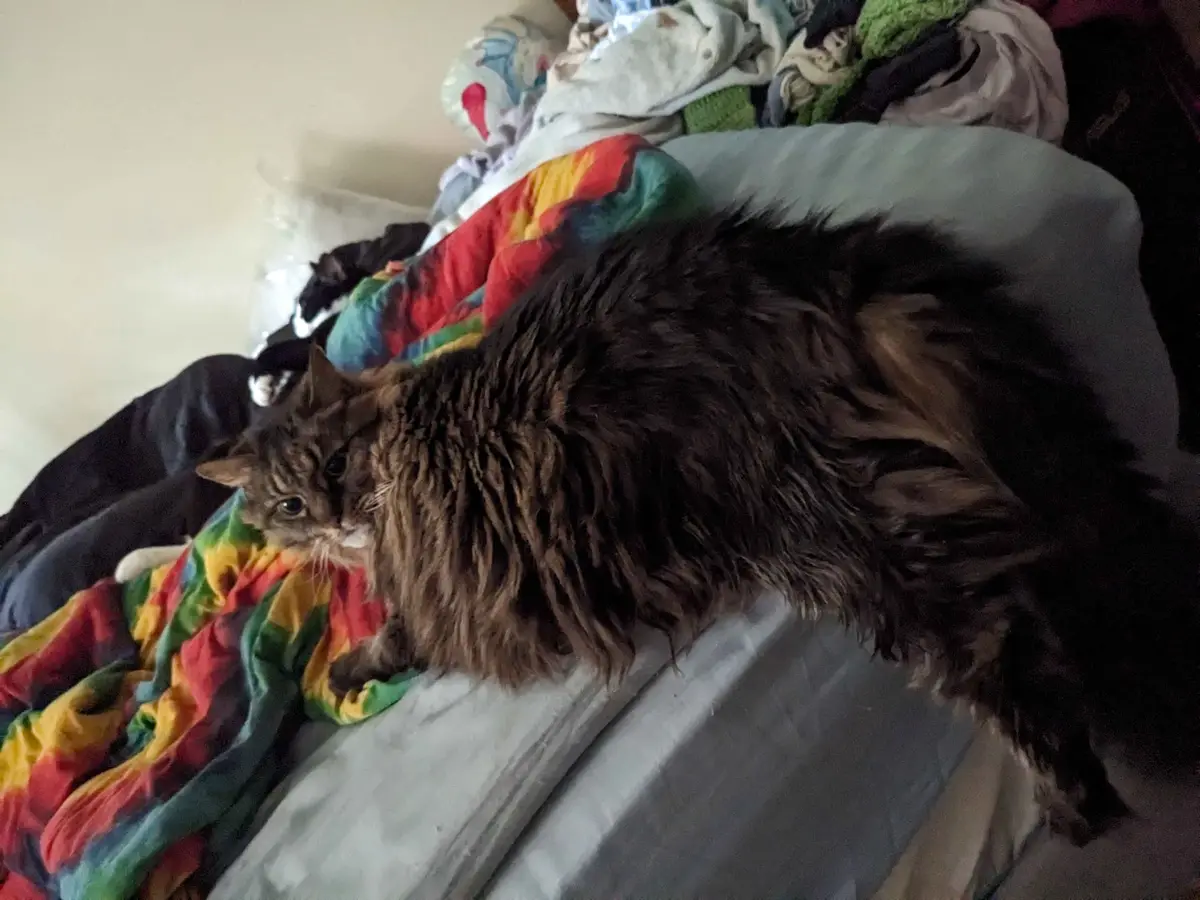 A long-haired brown tabby cat lies sprawled across a messy bed covered in colorful blankets and clothes, looking slightly…