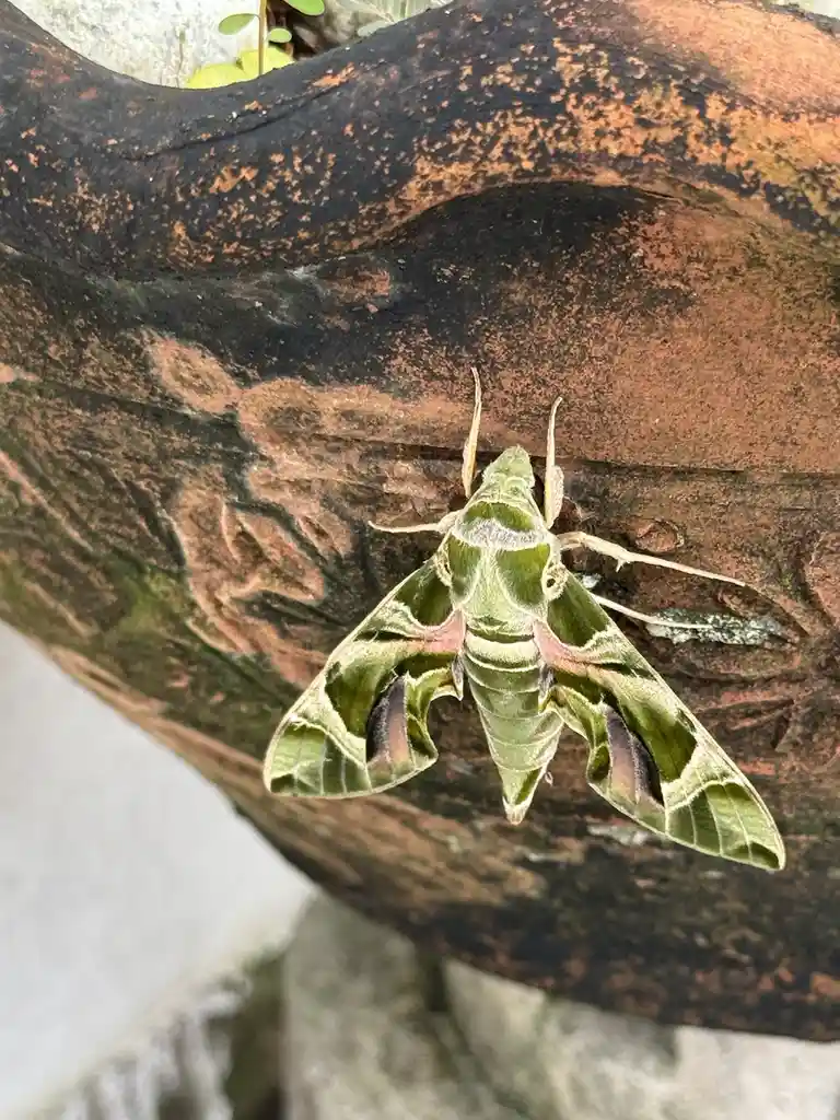 A green and pink moth with intricate wing patterns rests on a weathered, rust-colored terracotta pot. The image has text…