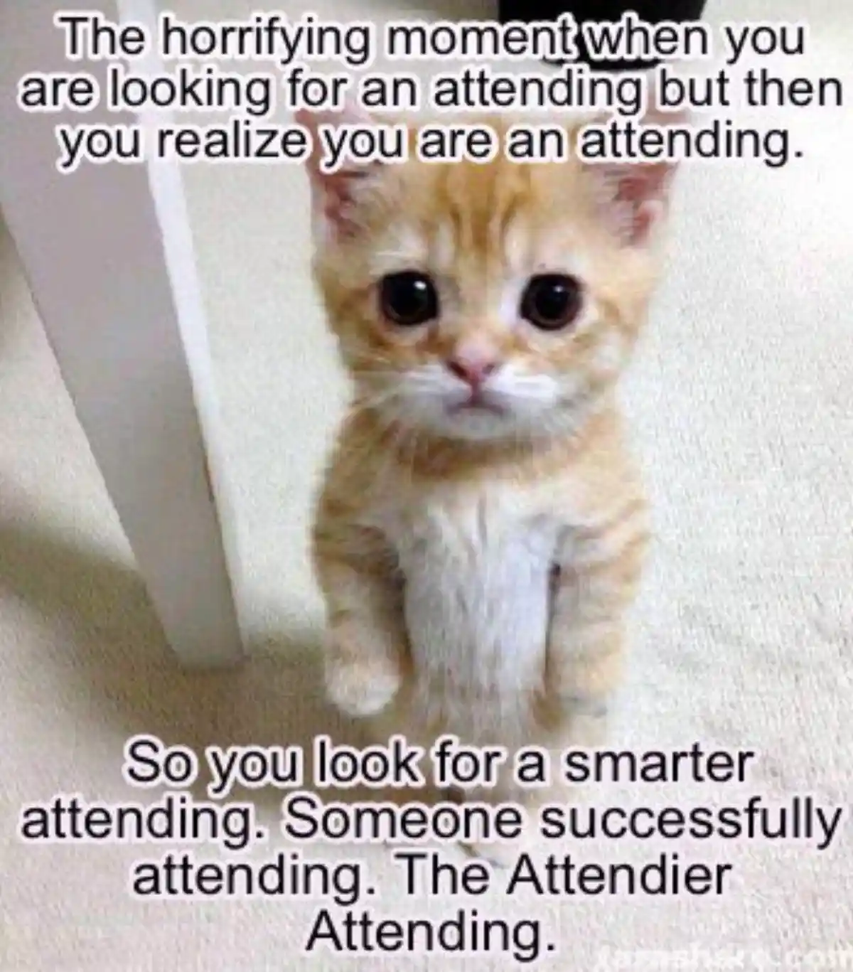 A small orange tabby kitten with large, wide eyes stares directly at the camera with a slightly confused or concerned…