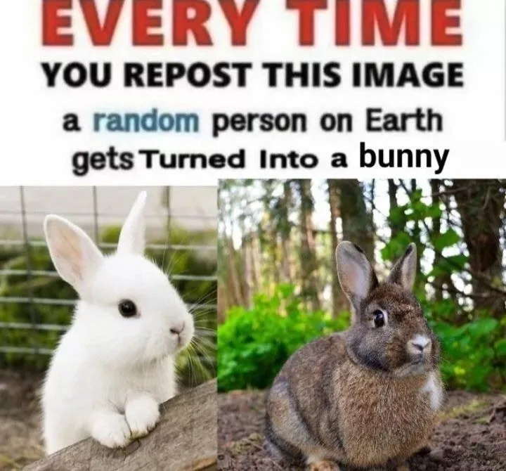 The image displays two side-by-side photos of rabbits: a white one on the left and a brown one on the right. Overlaid text…