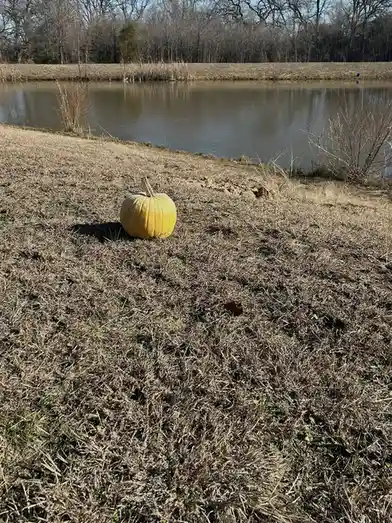 A single yellow pumpkin sits alone on dry, brown grass beside a calm pond, with bare trees visible in the background under a…