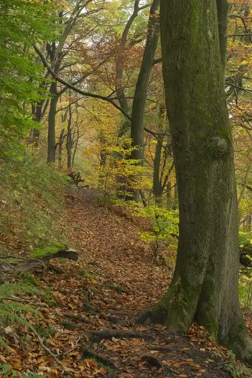 A Serene Stroll Through the Woodland