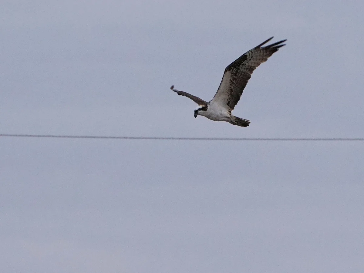 An osprey with white and dark brown feathers is captured mid-flight against a pale gray sky, its wings spread wide as it…