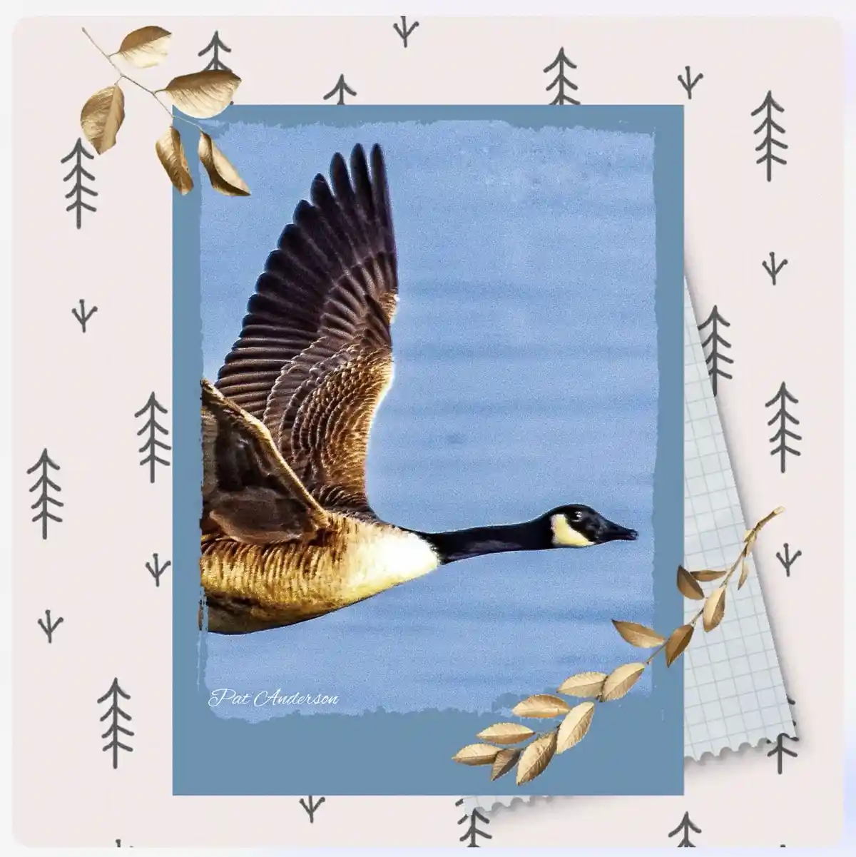 A Canada goose is captured mid-flight with wings spread wide against a blue sky, framed by a decorative border with stylized…