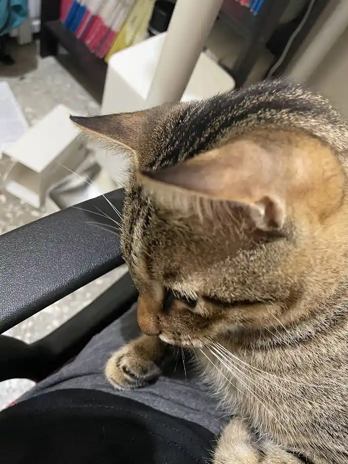 A close-up photo of a tabby cat sitting on someone's lap, looking down with half-closed eyes and one paw resting near its…