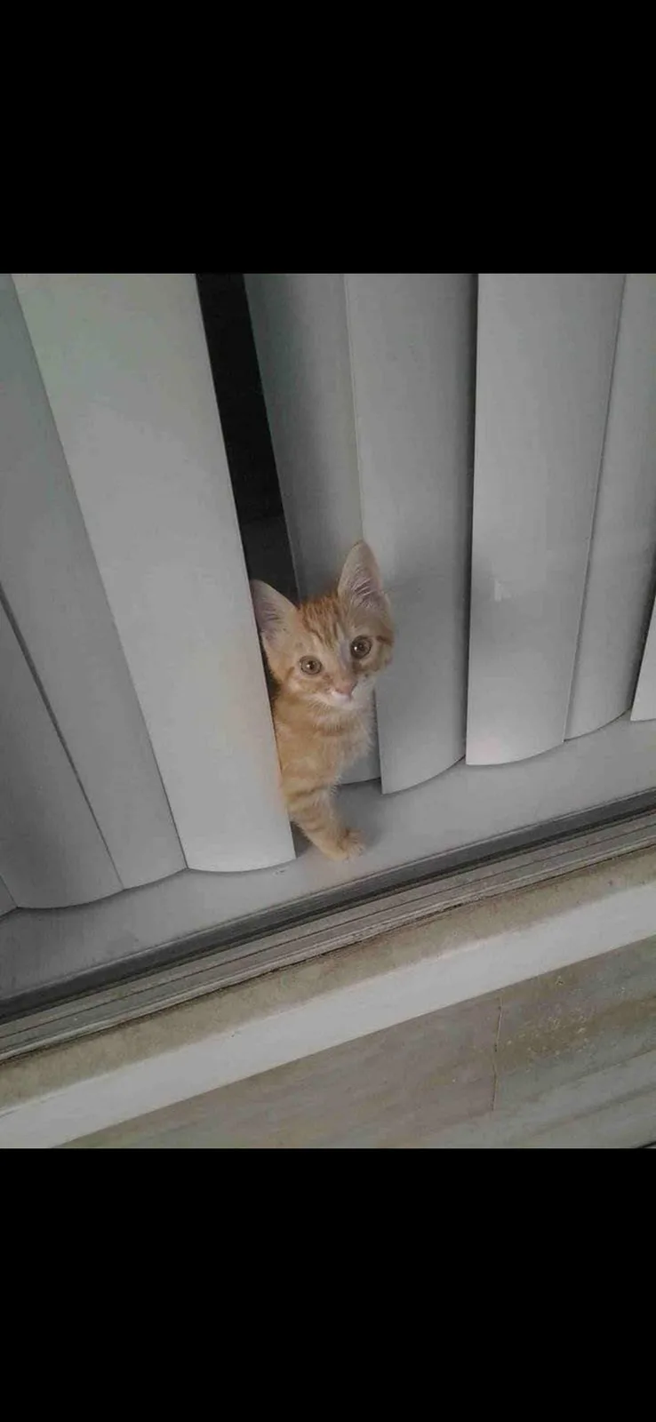 A small orange tabby kitten is peeking through the narrow gap between white vertical blinds, looking directly at the camera…