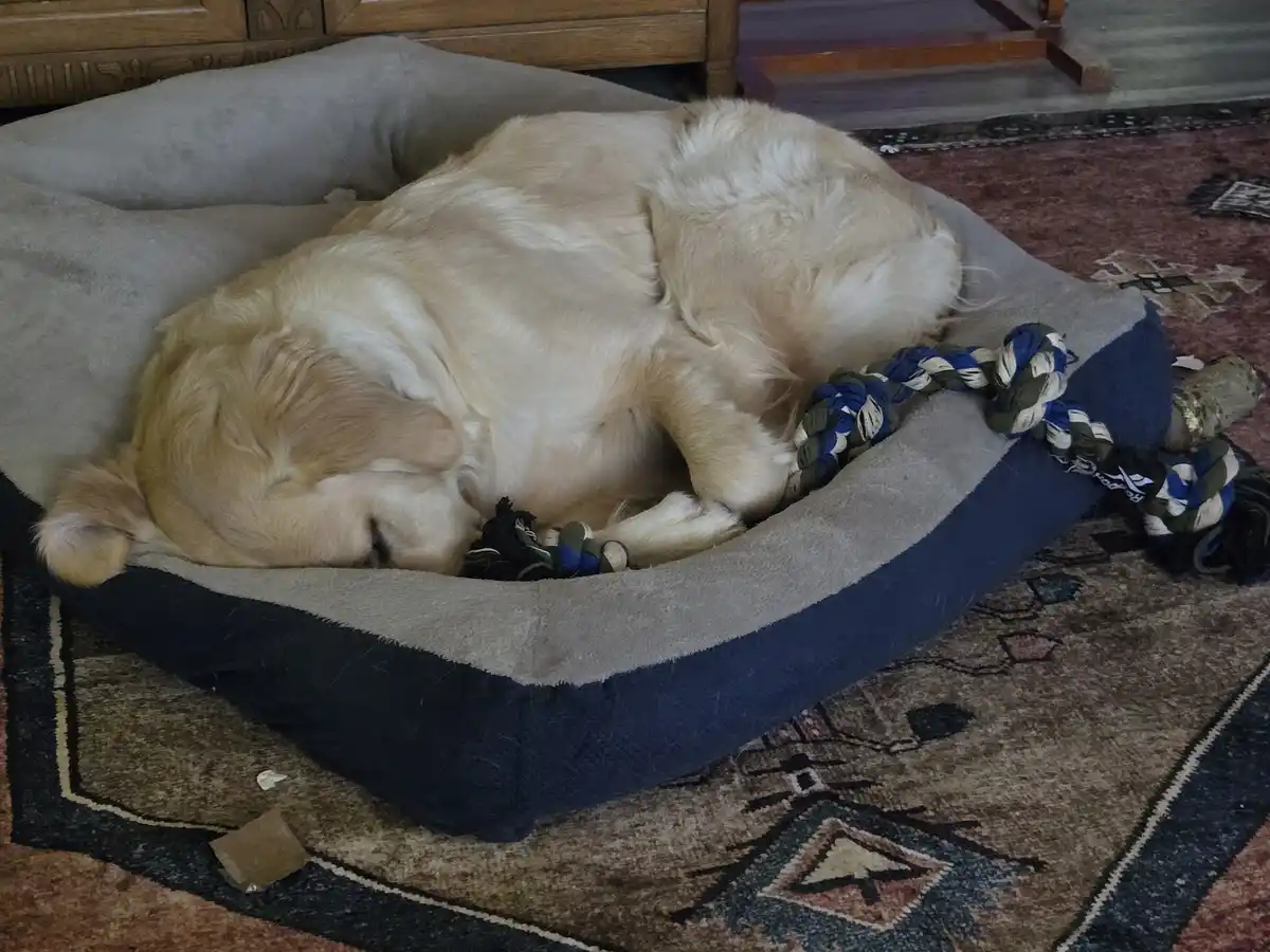 Floyd Enjoys a Cozy Nap with His Favorite Rope