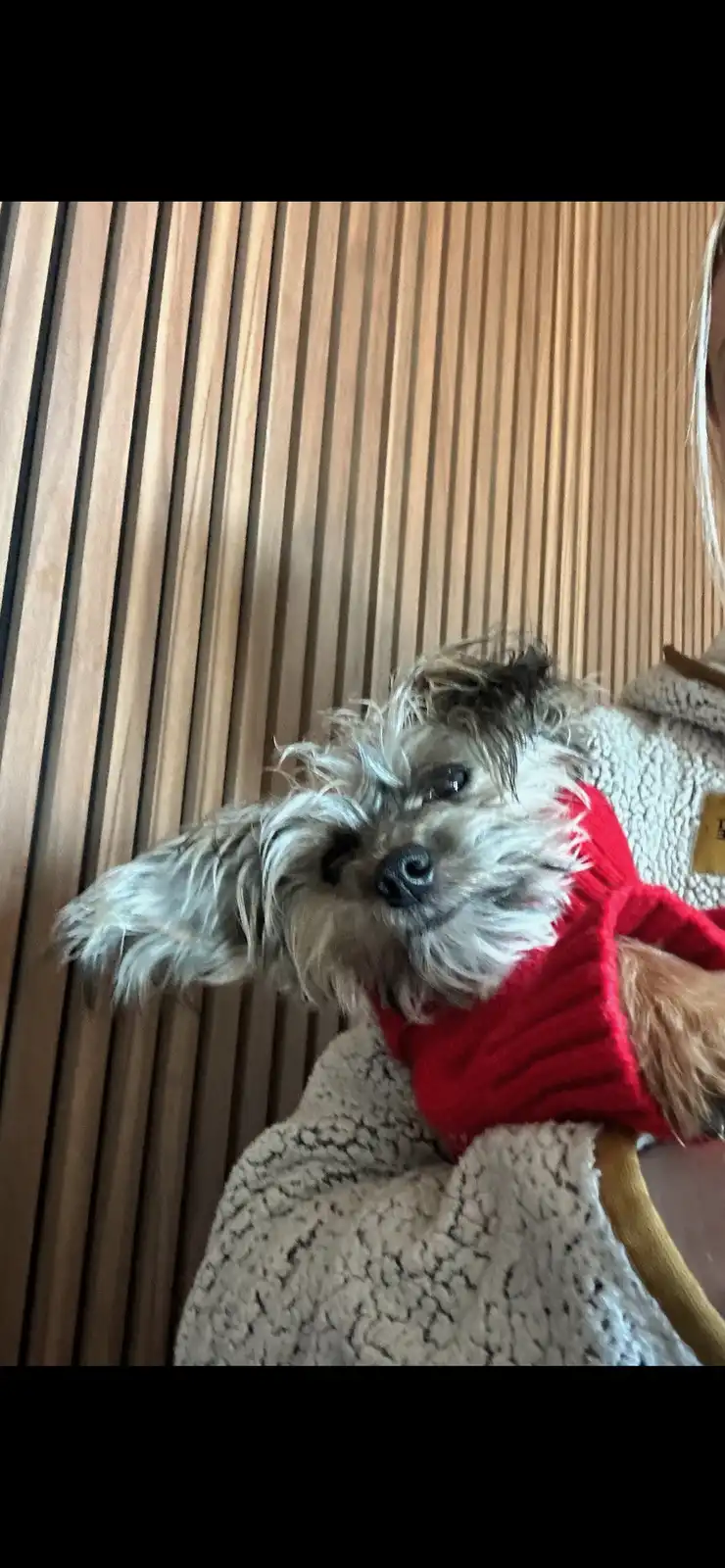 A small, scruffy dog with gray and brown fur wears a red sweater while resting on a beige, textured blanket. The dog looks…