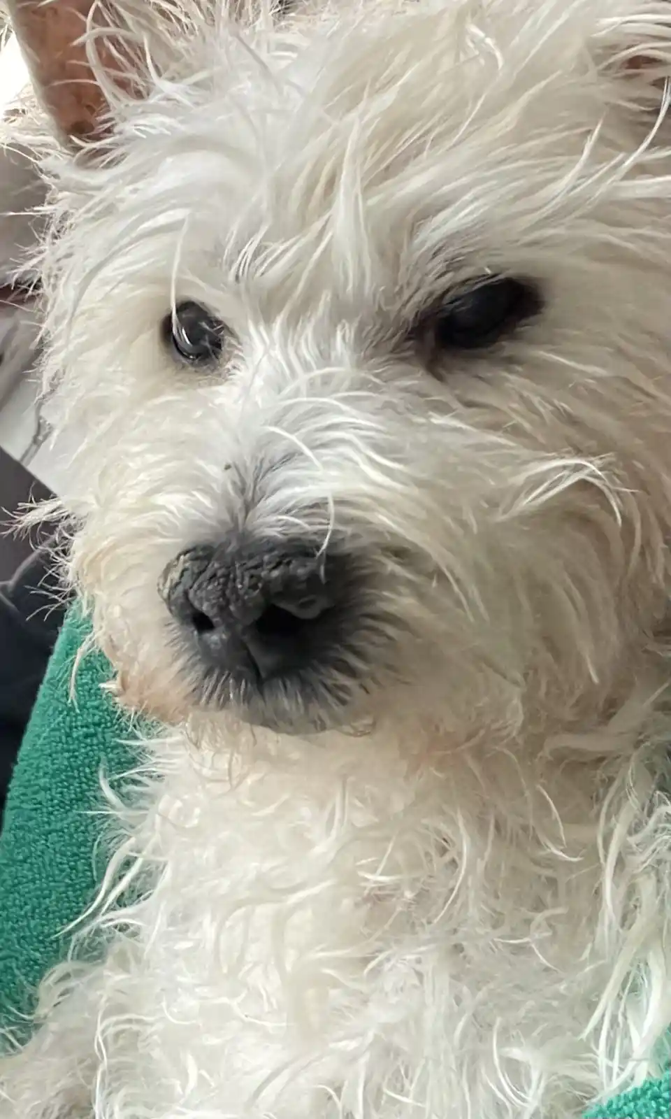 A close-up photo of a fluffy white dog with shaggy fur, dark eyes, and a black nose, looking directly at the camera while…