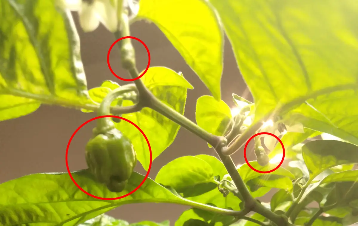A close-up photo of a green pepper plant with three small peppers highlighted by red circles against bright green leaves and…